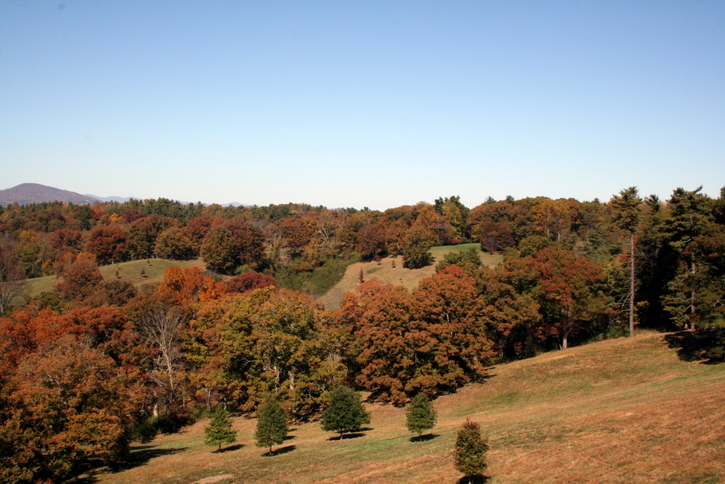 Fall Foliage