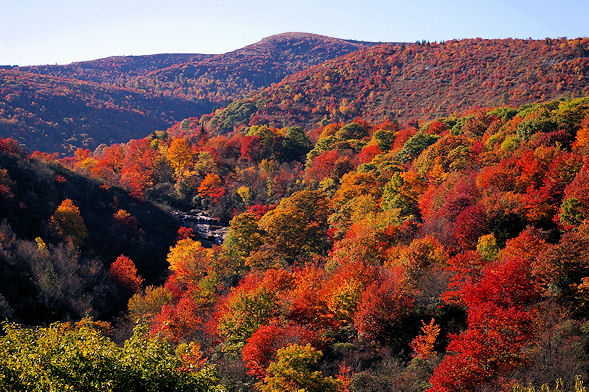 Fall Foliage